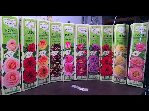 Видео: Розы агрофирмы Семена Алтая  Краткий обзор