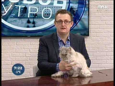 Видео: Советы ветеринара: кошка просит кота после стерилизации