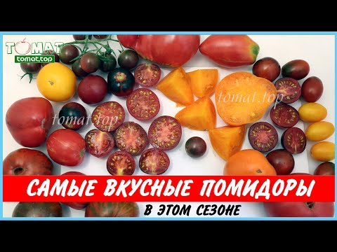 Видео: Самые вкусные помидоры в этом сезоне. Самые вкусные сорта томатов. Лучшие сорта томатов