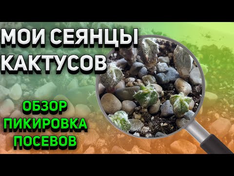 Видео: Мои сеянцы кактусов. Обзор. Пикировка кактусов. Уход за кактусами.