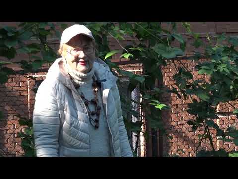 Видео: Фильм №520 - Бесшипная ежевика. Подготовка и укрытие к зиме.