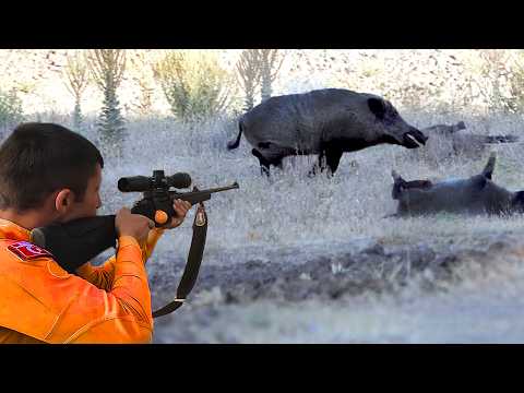 Видео: Невероятная охота на дикого кабана 💥Как фермеры и охотники борются с дикими кабанами?