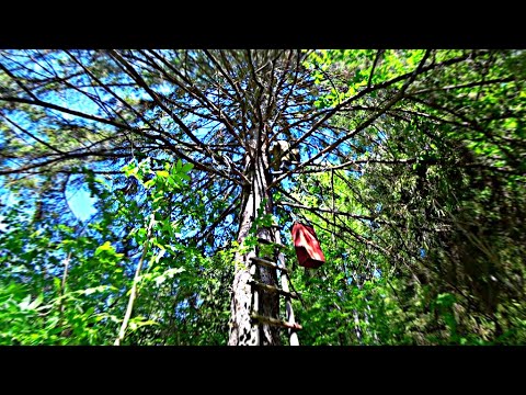 Видео: Ловля бродячих лесных роев. Встреча с лесным Другом. Подберезовики как радость Лесной жизни.