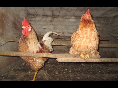 Видео: Курятник зимой