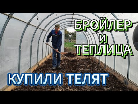 Видео: Купили телят.Бройлер и теплица.