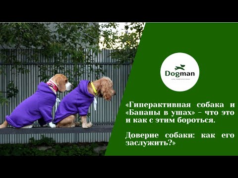Видео: «Гиперактивная собака и «Бананы в ушах» - что это и как с этим бороться?