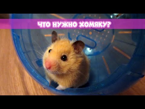 Видео: ЧТО ДОЛЖНО БЫТЬ В КЛЕТКЕ У ХОМЯКА? || Советы
