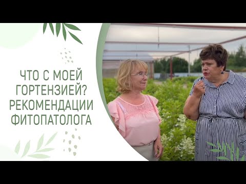 Видео: ЧТО С МОЕЙ ГОРТЕНЗИЕЙ? ХЛОРОЗ, СОЛНЕЧНЫЕ ОЖОГИ, НАСЕКОМЫЕ? СОВЕТЫ ФИТОПАТОЛОГА