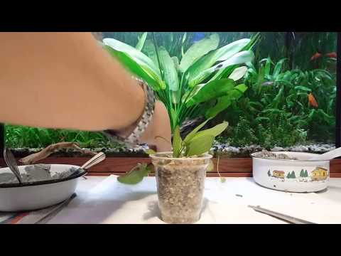 Видео: Размножение Эхинодоруса .Посадка в стаканчики.