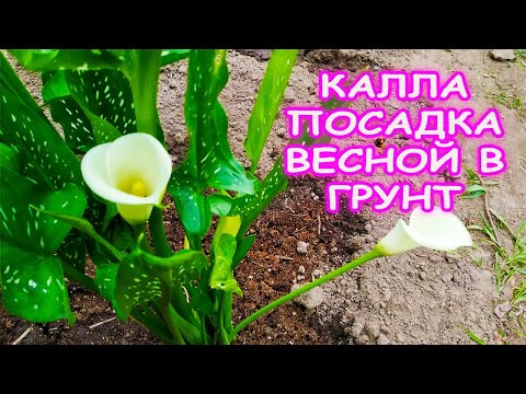 Видео: Калла посадка весной выращивание и уход. Как правильно посадить каллу в грунт. Зантедеския.