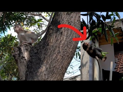 Видео: ОПАСНОСТЬ ЛАЗАНИЯ ПО ДЕРЕВЬЯМ. Счастливчик, готовый упасть.