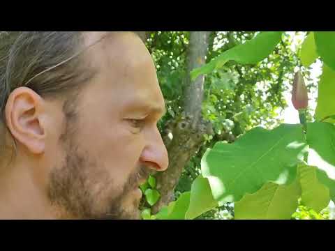 Видео: Вот с чего начинается сад...