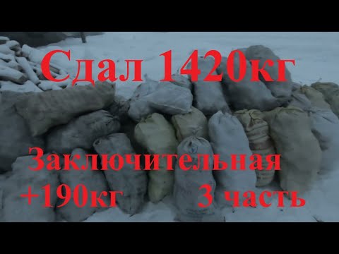 Видео: Сдал всю чагу накопленную за 3 месяца.