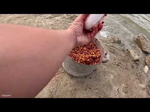 Видео: Обновил Рекорд! Душевная рыбалка в Диких Местах! Крокодил в ДУГУ! #shorts #short #youtube #2025