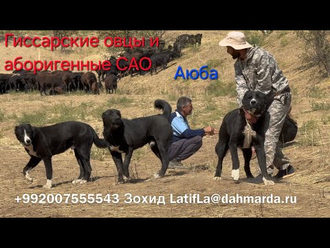 Видео: Гиссарские овцы и аборигенные САО Таджикистана саги дахмарда из отары Аюба в Гиссаре