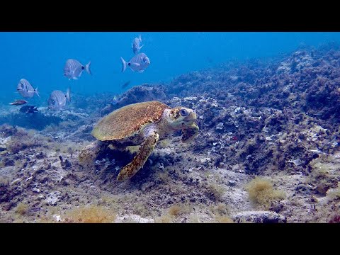 Видео: Работа дайв инструктора на Ланзароте. Работа мечты в Dawn Dives Academy Lanzarote.