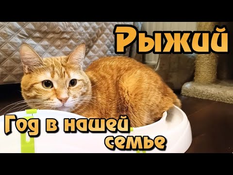 Видео: Рыжий. Год в нашей семье.