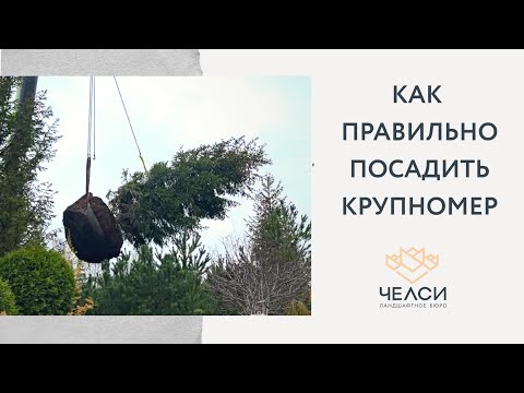 Видео: Правильная посадка крупномера