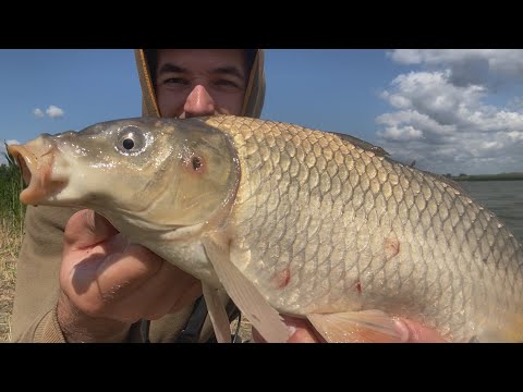 Видео: КАРПУХА СЮДИ! Як ми в трьох мочили карпів.