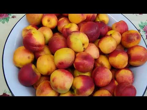 Видео: СОЛНЕЧНЫЙ УЗБЕКИСТАН.КОМПОТ ИЗ ПЕРСИК 🍑🍑🍑