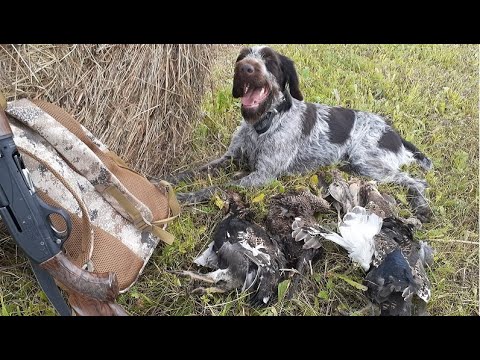 Видео: Тетерев за 1минуту