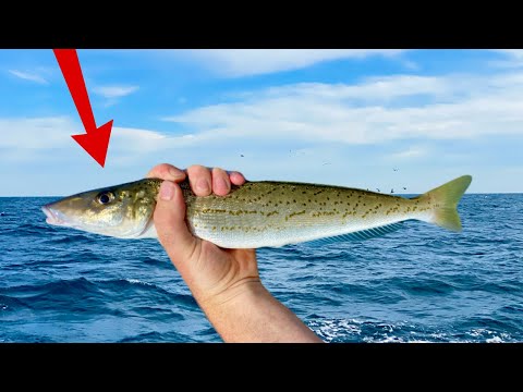 Видео: Как поймать королевского мерланга — учимся у лучших!