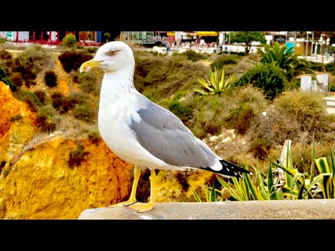 Видео: У нас с Владом День свадьбы, рассвет над океаном и мужчина над пропастью! ДЕНЬ УДАЛСЯ!!!