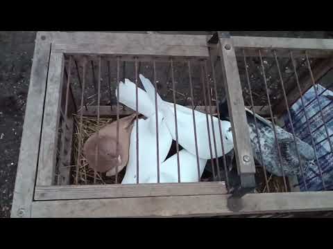 Видео: 09.11.25 Подольск,рынок голубей