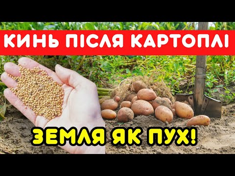 Видео: Зібрав картоплю - ПОСІЙ ЦЕ! Земля буде ЯК ПУХ, БЕЗ БУР'ЯНІВ і фітофтори (перевірений роками спосіб)