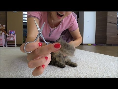 Видео: ВЛОГ Плохо ухаживаю за кошкой ! Отвечаю на ваши вопросы !
