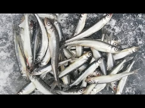 Видео: Корюшка. Финский залив. Один день из жизни семьи рыбаков на льду.