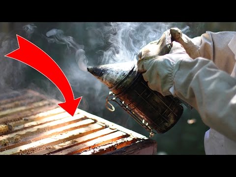 Видео: СОКРАЩЕНИЕ  ПЧЕЛИНОЙ СЕМЬИ В ЗИМУ! БЫСТРО И ПРОСТО!