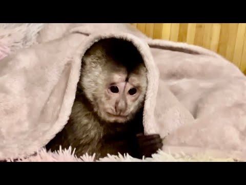 Видео: Финик после купания еще на нас ОБИЖАЕТСЯ, но Денис задобрил его ВКУСНЯШКАМИ!