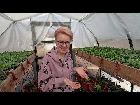 Видео: ВИРУС НА ПЕТУНИИ НЕ СПЕШИТЕ ВЫБРАСЫВАТЬ РАСТЕНИЯ