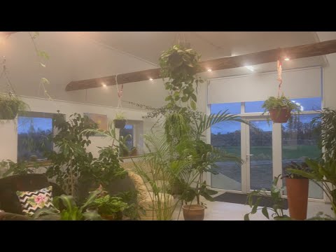 Видео: Обзор растений в магазине и мои новиночки.#garden  #plants  #растение  # обзоррастенийвмагазине