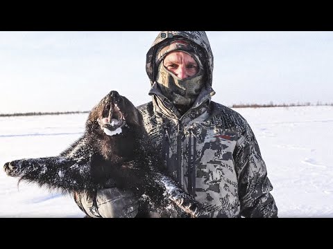 Видео: С полем!: Олени и росомаха. Охота за Полярным Кругом. Часть 2