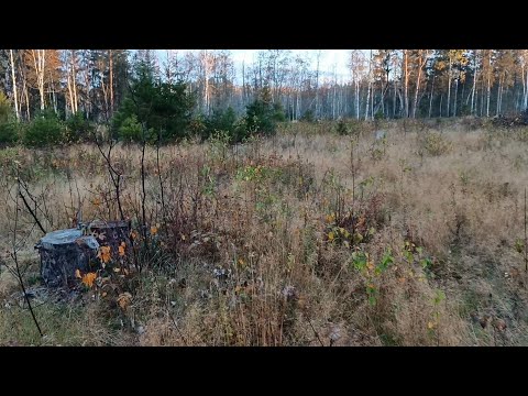 Видео: С добром к любимому лесу. Последнее свидание.