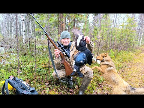 Видео: ПРИШЛОСЬ ПОБЕГАТЬ С СОБАКОЙ ЗА ПТИЦЕЙ / ПЕРВАЯ ОХОТА НА ТЕТЕРЕВА С ЧИПОЙ / МЕЛКАШКА + Artelv 1-6*24