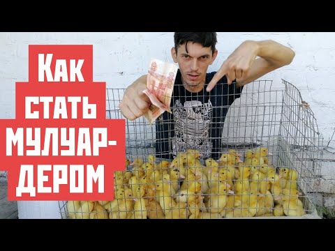 Видео: СКУПАЙТЕ ПТИЦУ НЕМЕДЛЕННО, иначе БУДЕТ ПОЗДНО!!! ЭКОНОМИЯ 5000 ЗА 1 ЗВОНОК!