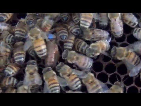 Видео: Пчеломатки ИО  Червление матки после инструментального осеменения  Queen bees artificial inseminatio