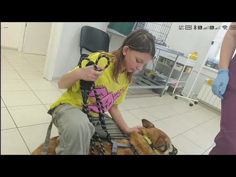 Видео: Перестановка, пучок идей и ветклиника