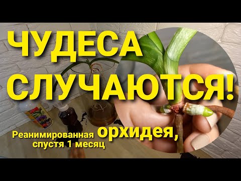 Видео: НАРАЩИВАНИЕ корней ОРХИДЕИ Ванда спустя месяц РЕАНИМАЦИИ от сухой гнили