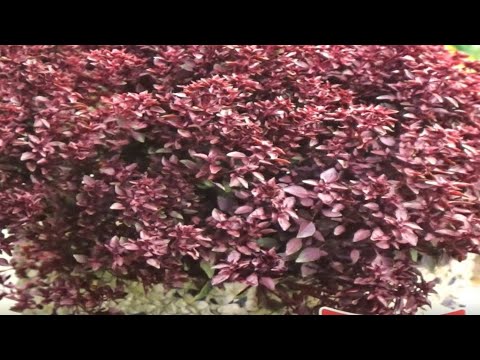 Видео: Базилик  Новинки  Обзор сортов