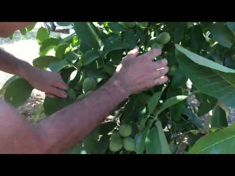 Видео: Chandler Walnut Trees - Canceviz LTD. (Russian) - Саженец грецкого ореха