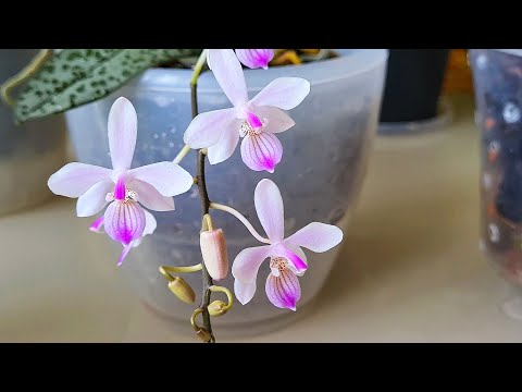 Видео: Времени нет совершенно, а цветоребенки все-равно стараются. (Цветочная болталочка)