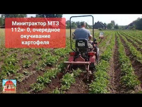 Видео: Минитрактор МТЗ 112н-01, очередное окучивание картофеля #минитрактор #мтз #техника