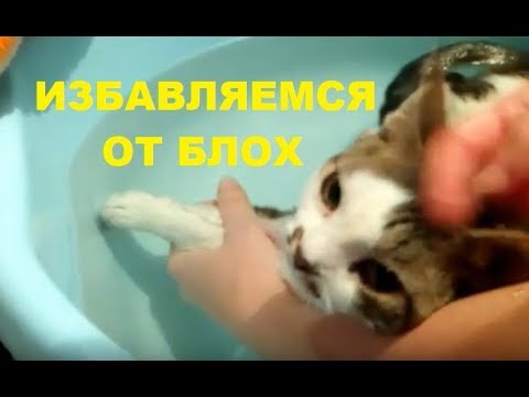 Видео: Как вывести блох у котят и кошек без химии #каквывестиблох