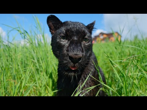 Видео: Режиссер Вова и его усатые актрисы😂😸