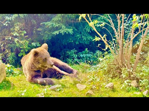 Видео: Синевир. Притулок бурих ведмедів. Контактні зоопаркі на Синевирі #львівяквінє 