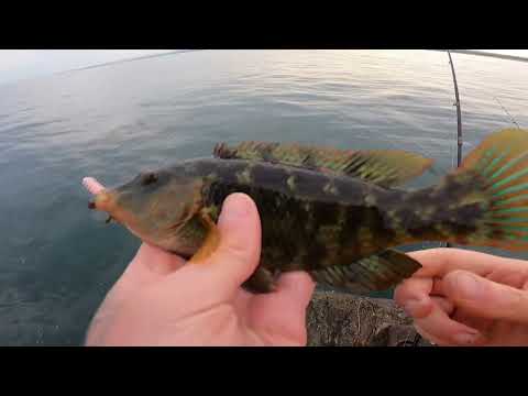 Видео: Ловля мини-рыбы на червя Marukyu Isome!